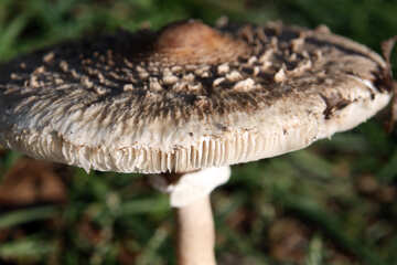 Ombrello del fungo. Macro. №5560
