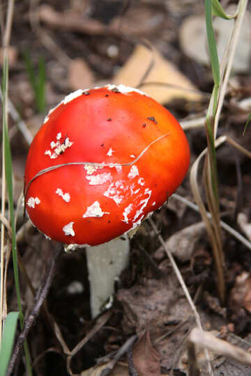 Hallucinogenic mushroom №5572