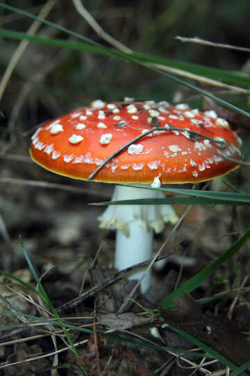 Hallucinogenic mushroom