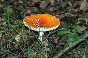 Large mushroom №5450
