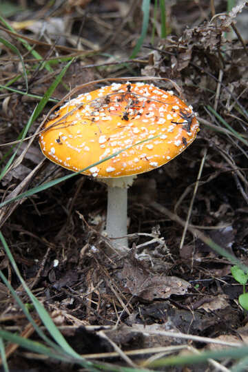 Mushroom poisoning №5578