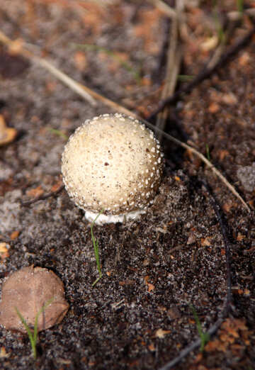 Small mushroom №5505