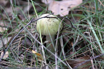 Mushroom №5569