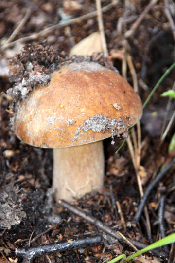 White mushroom in the woods №5478