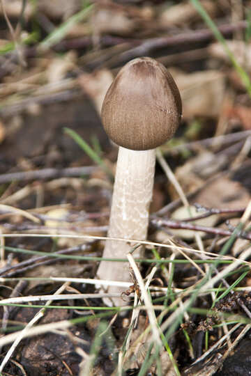 False mushroom №5506