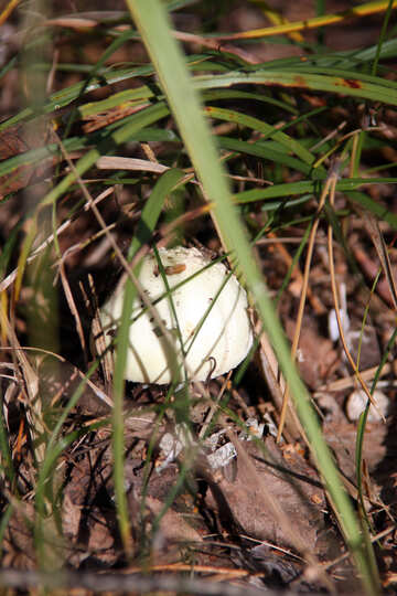 Mushroom in the grass №5554
