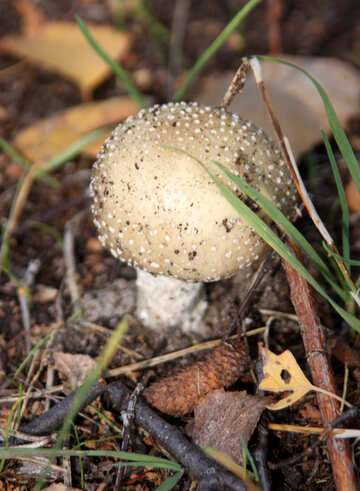 Mushroom - poison №5486