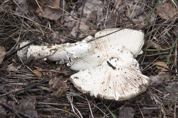 Squashed mushroom, toadstool. №5565