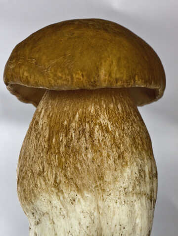 White  Mushroom  at  White  background №5613