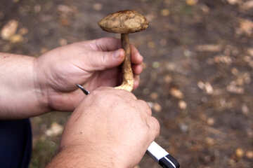 Limpe cogumelos №5431