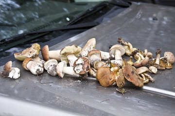 Cogumelos na capa do carro №5574