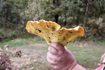 Mushrooms grow on trees. Trutovik sulfur-yellow №5528