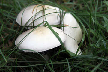 Bad mushrooms №5498
