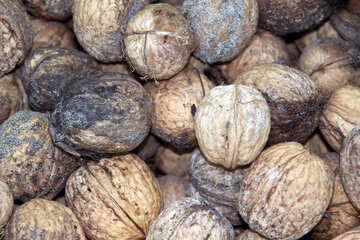 Walnuts  Nuts №5901