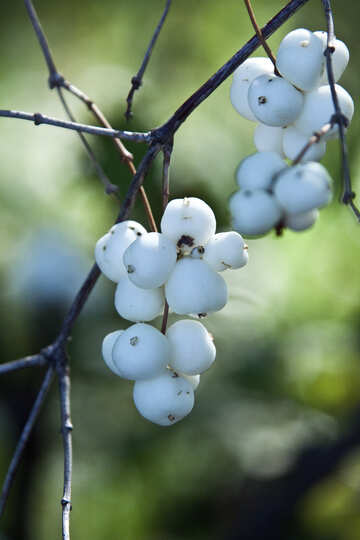 Білі ягоди №5645