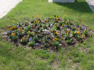 Flower bed.Pansy №5280