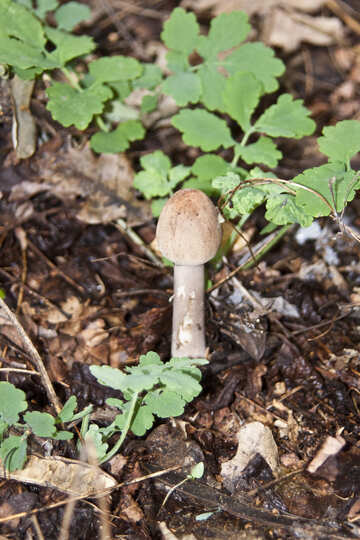 Mushroom poisoning №5589