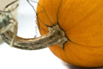 Antennae  pumpkin №5981