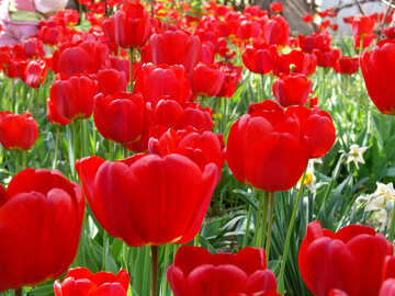 Red tulips №5300