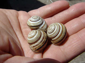 Snails on palm №5241