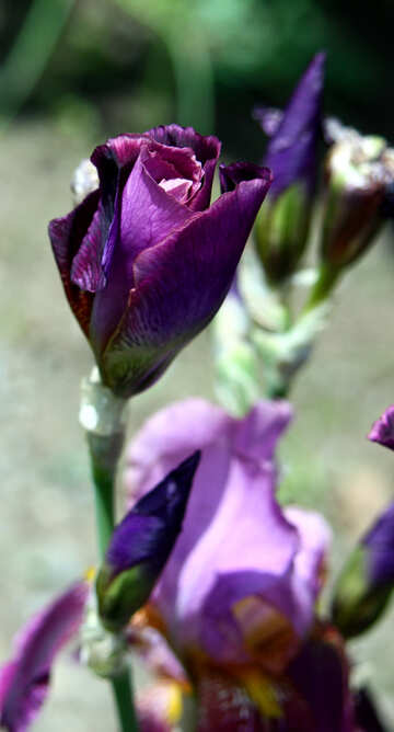 Purple flower buds №5012