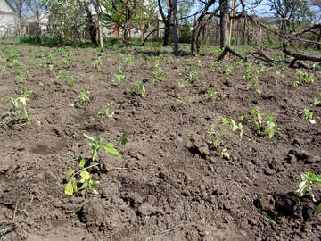 Tomatoes in ground №5292