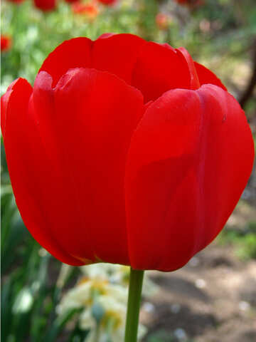 Tulip da flor №5251