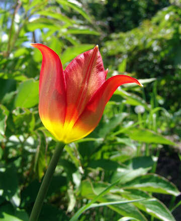 Platanoides del tulipano №5260