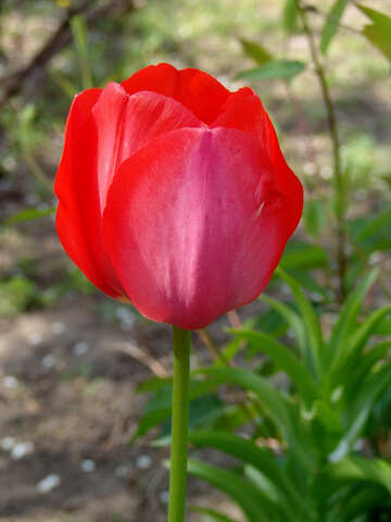 Tulipán rojo №5250