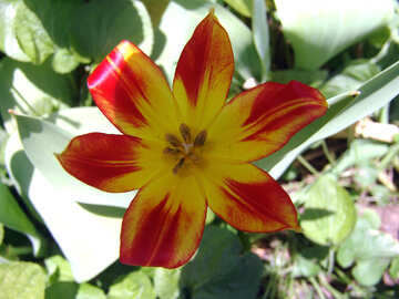 Tulipán rojo y amarillo. Textura. №5271