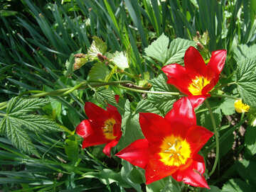Tulipanes en el jardín №5273