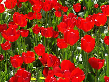 Tulipanes crecientes №5281