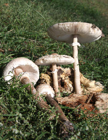 Fungi umbrellas №5495