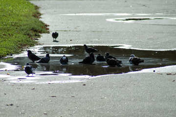 Pigeons  bathe   puddle №5685