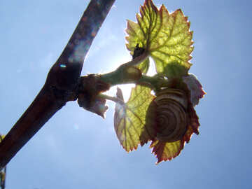 Grape leaf №5309