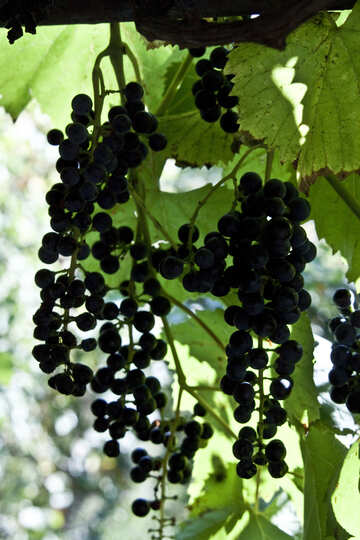 Berries  to  wine №5913