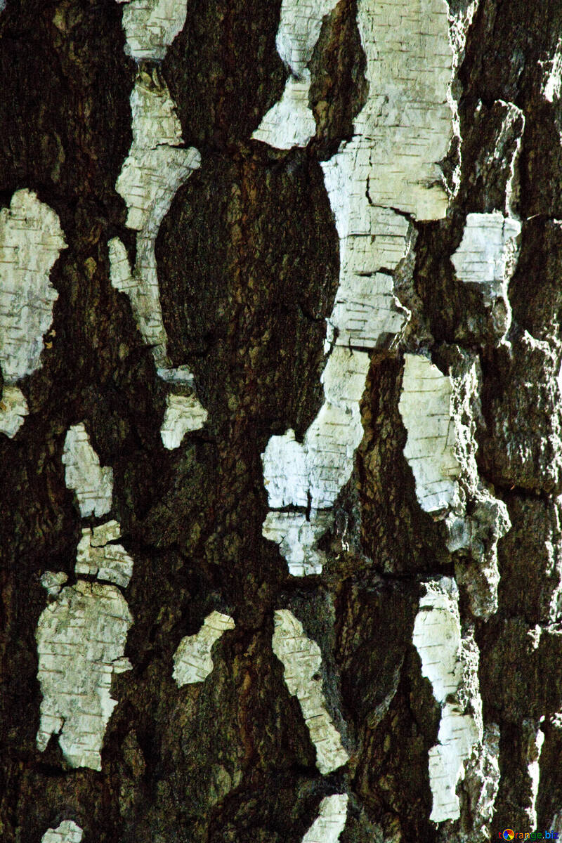 Birch  bark. №5676