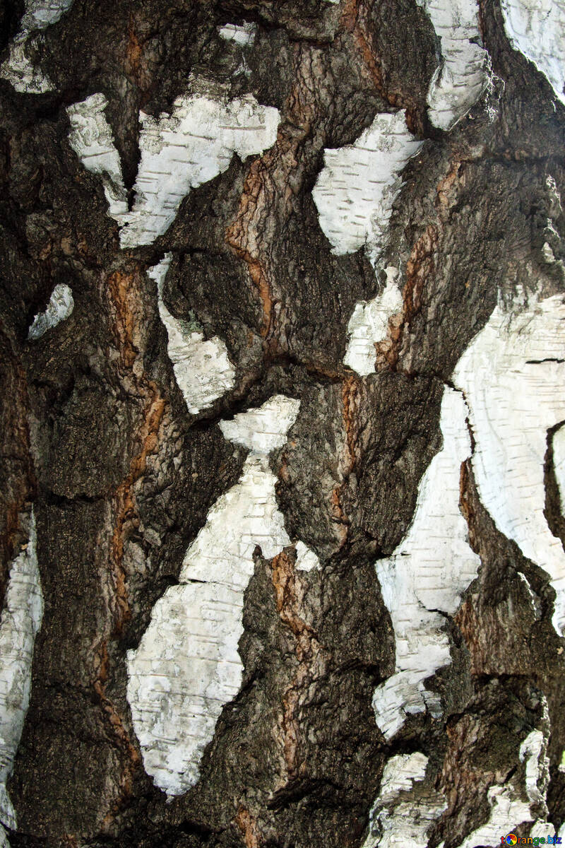 Birch Bark . . №5684