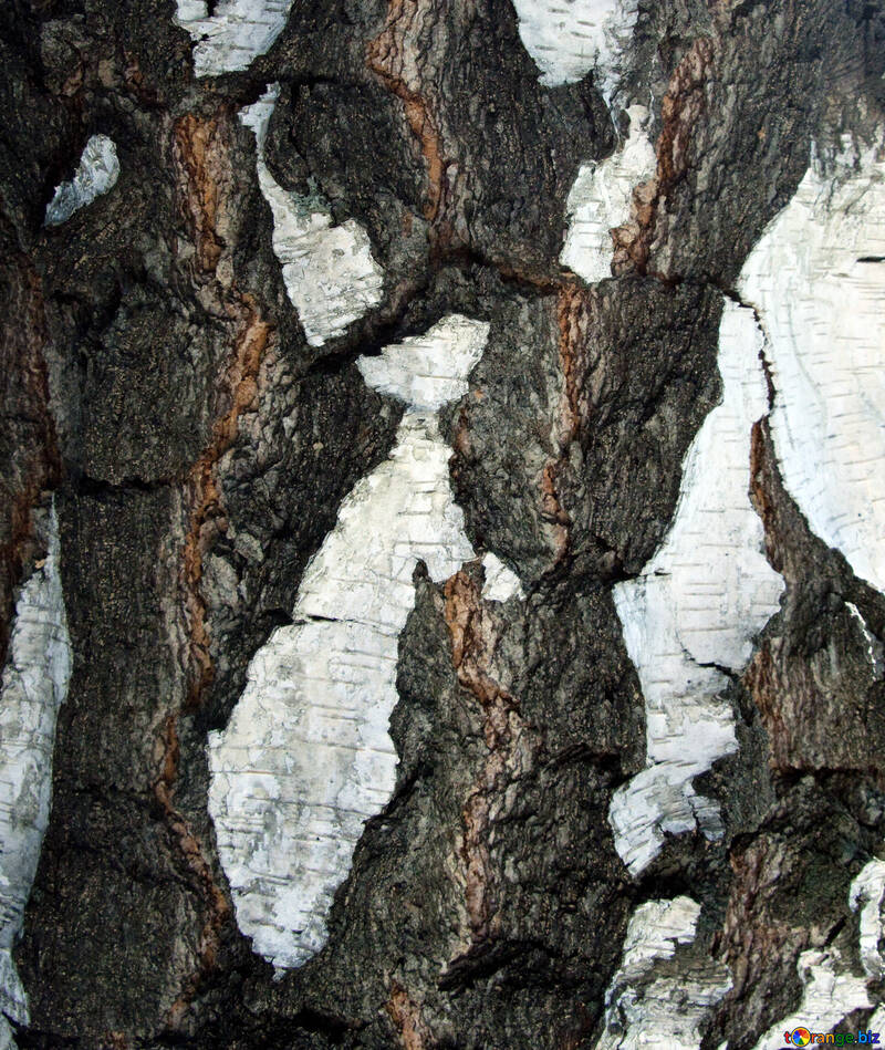 Coarse  bark  Birch. №5644