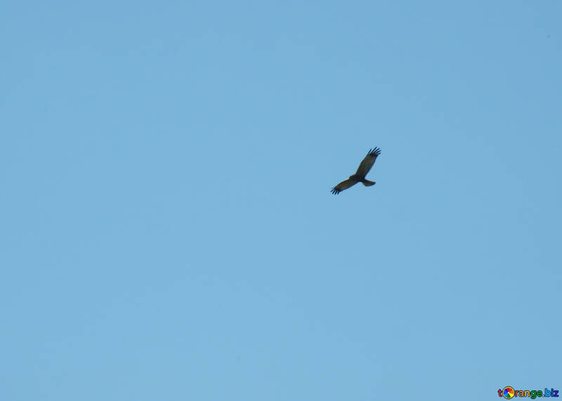 Predatory bird soaring in the clouds eagle, falcon, hawk. №5163