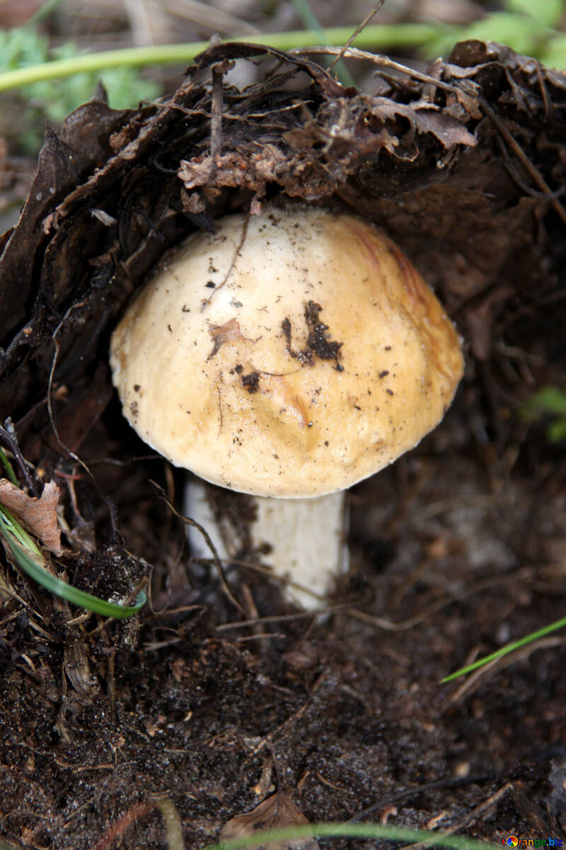 Білий гриб під листям №5464