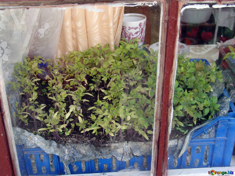 Seedlings em windowsill №5282