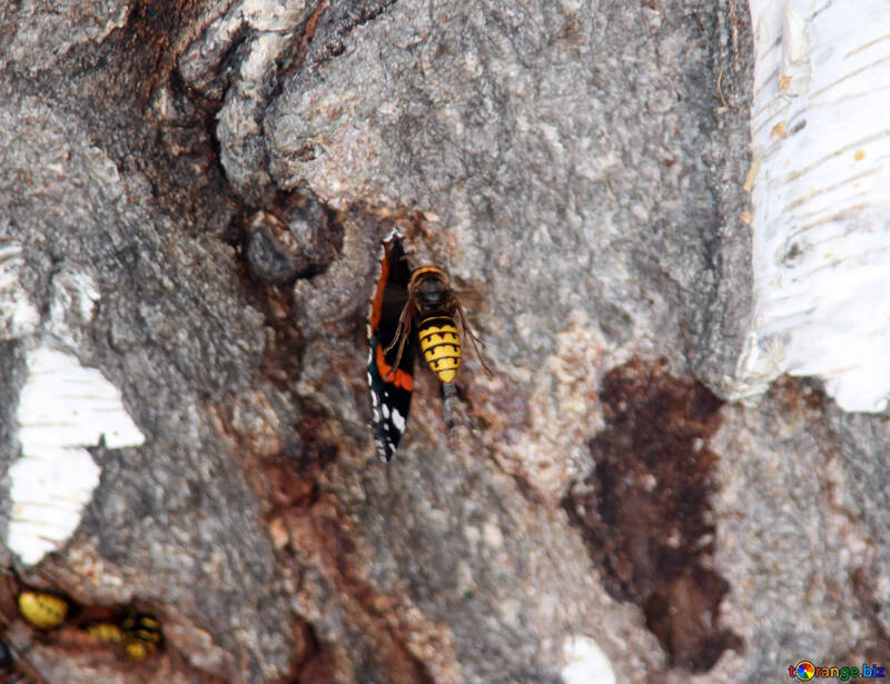 Hornet prey on the butterfly №5460