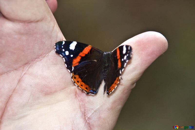 Ein Schmetterling sitzt auf einer Hand №5529