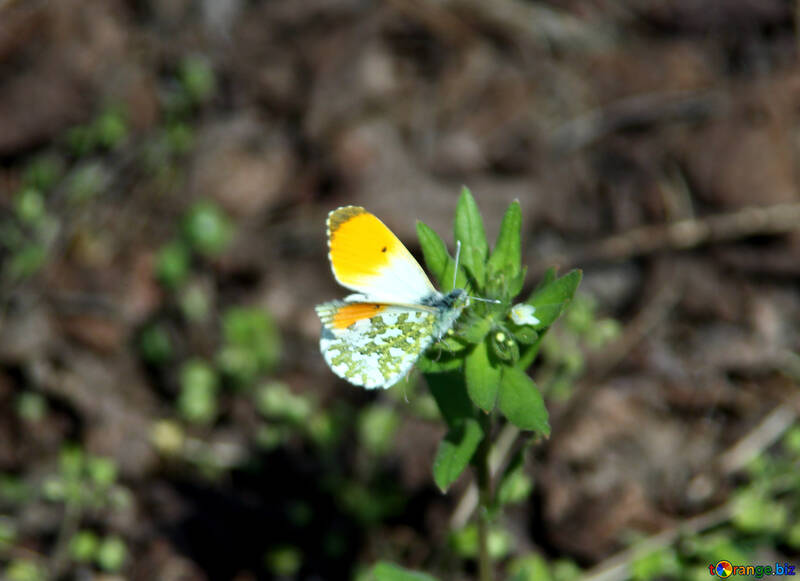 小さい 黄色 蝶 №5158