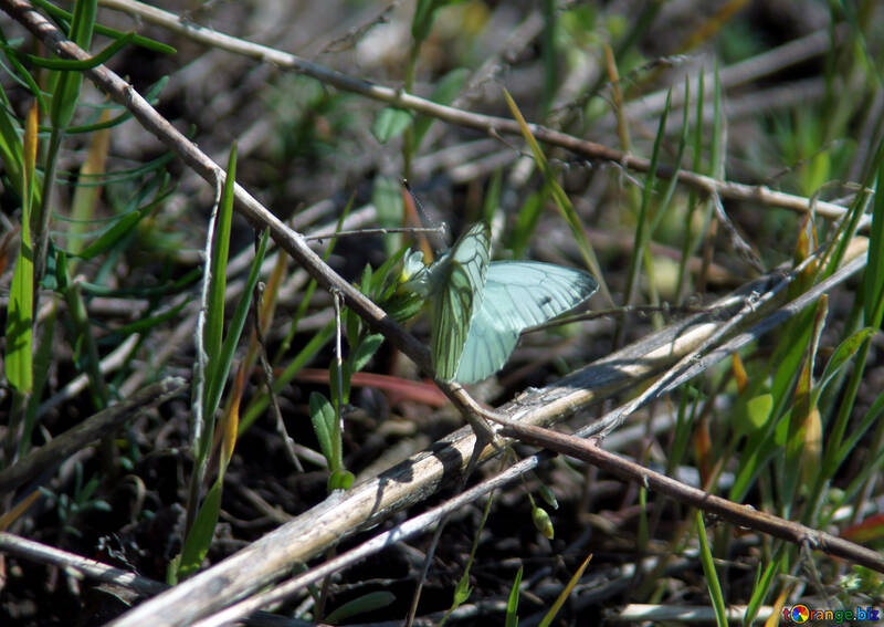 Cabbage butterfly №5165