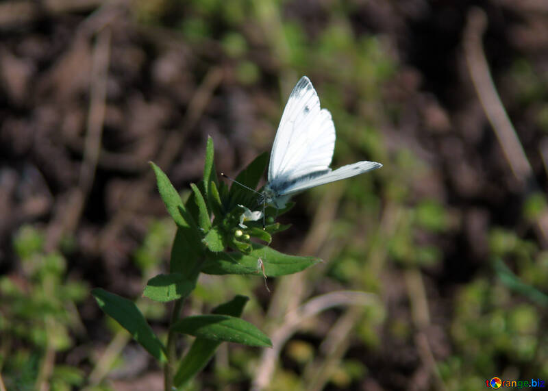 White Butterfly №5162
