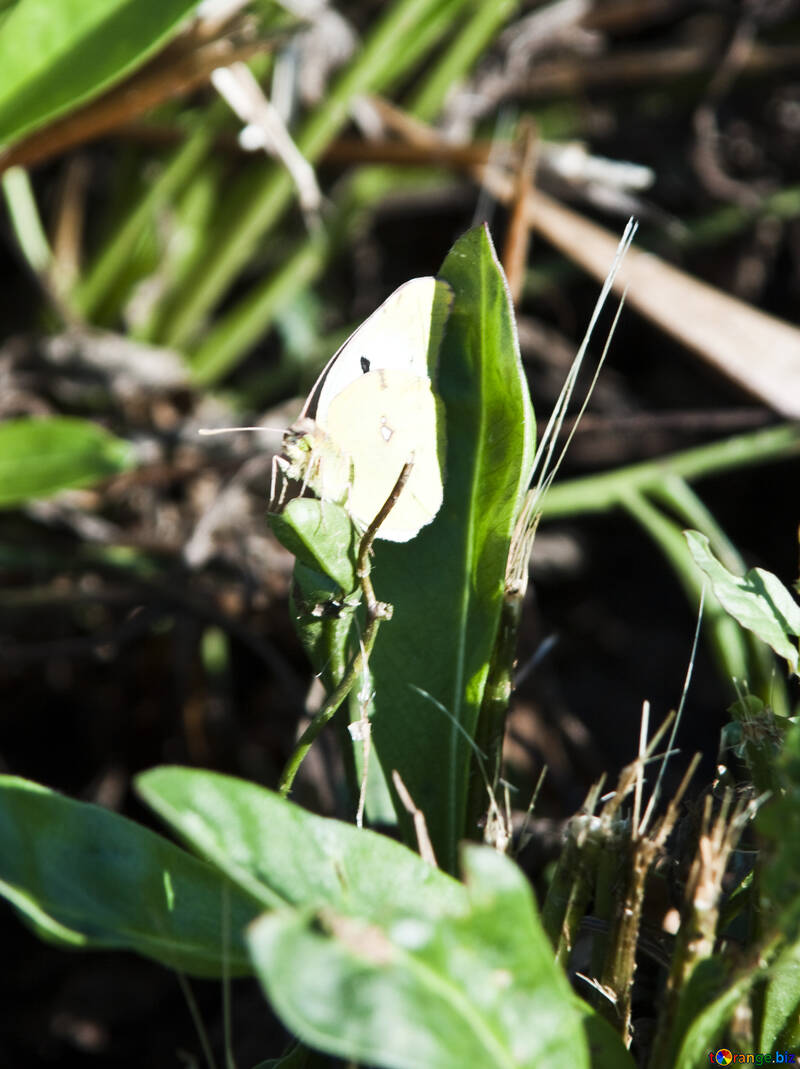 Метелик на траві №5626