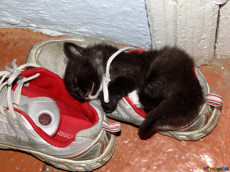 Das Kätzchen schläft in einem Turnschuh №5406