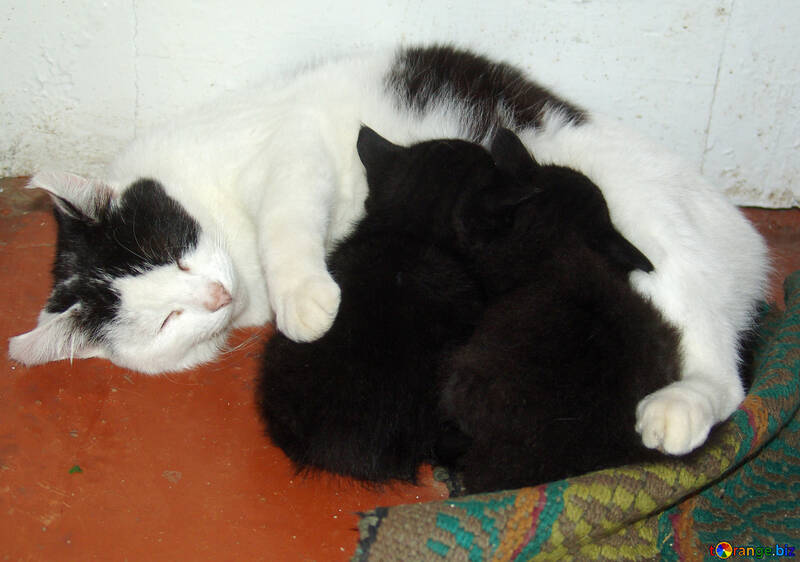 Cat feeding kittens №5407